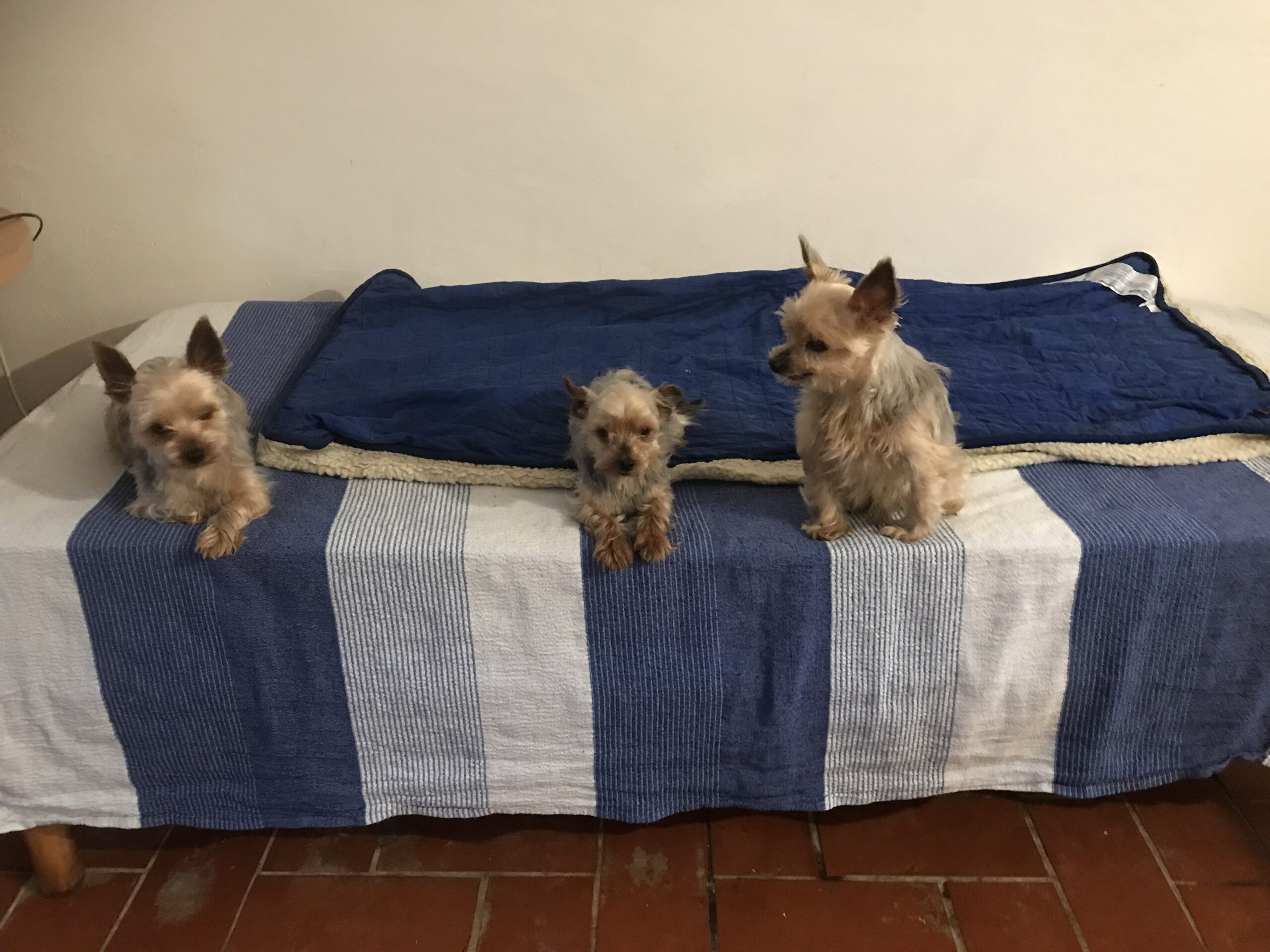 Chris, Mercury and Iovis – Yorkshire Terriers resting together, full of warmth and trust