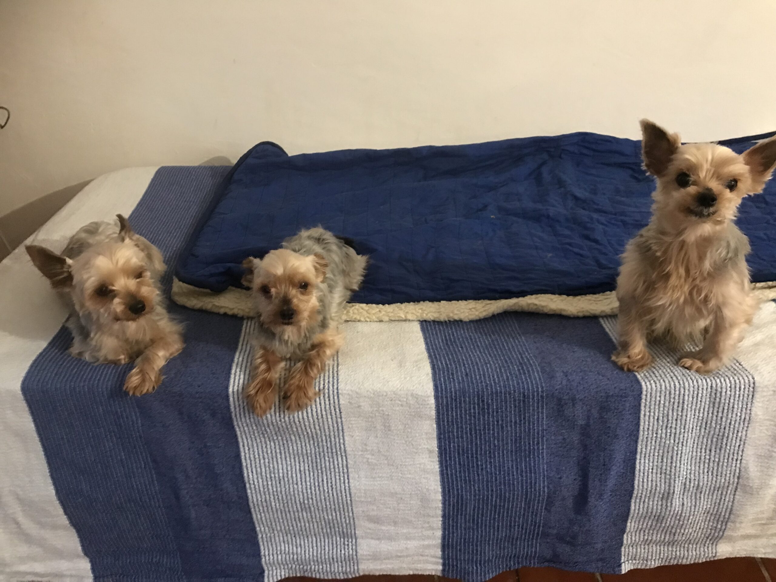 Chris, Mercury and Iovis – alert and gentle Yorkshire guardians captured in a moment of quiet attention