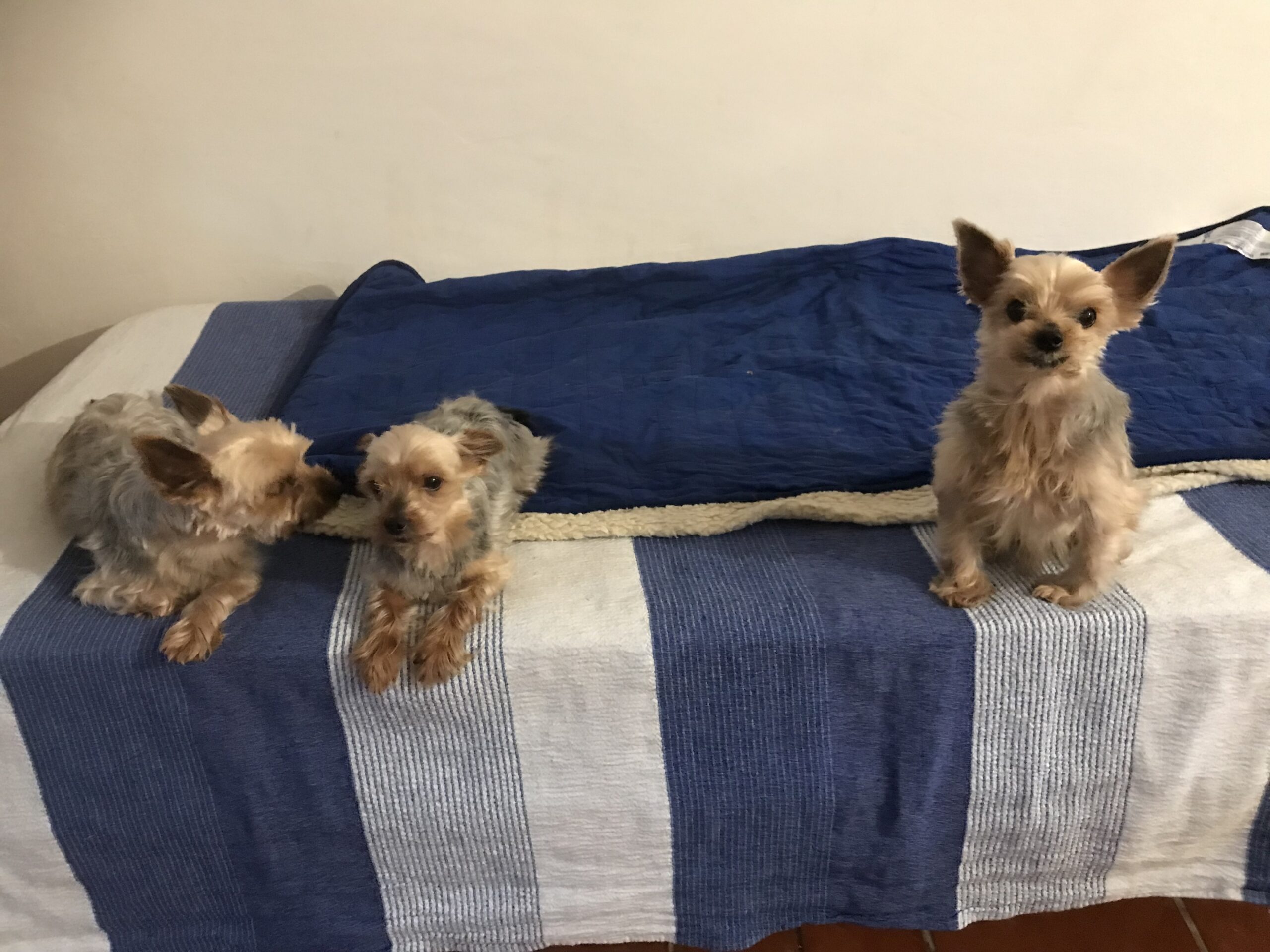 Chris, Mercury and Iovis – faithful Yorkshire guardians resting in sacred silence