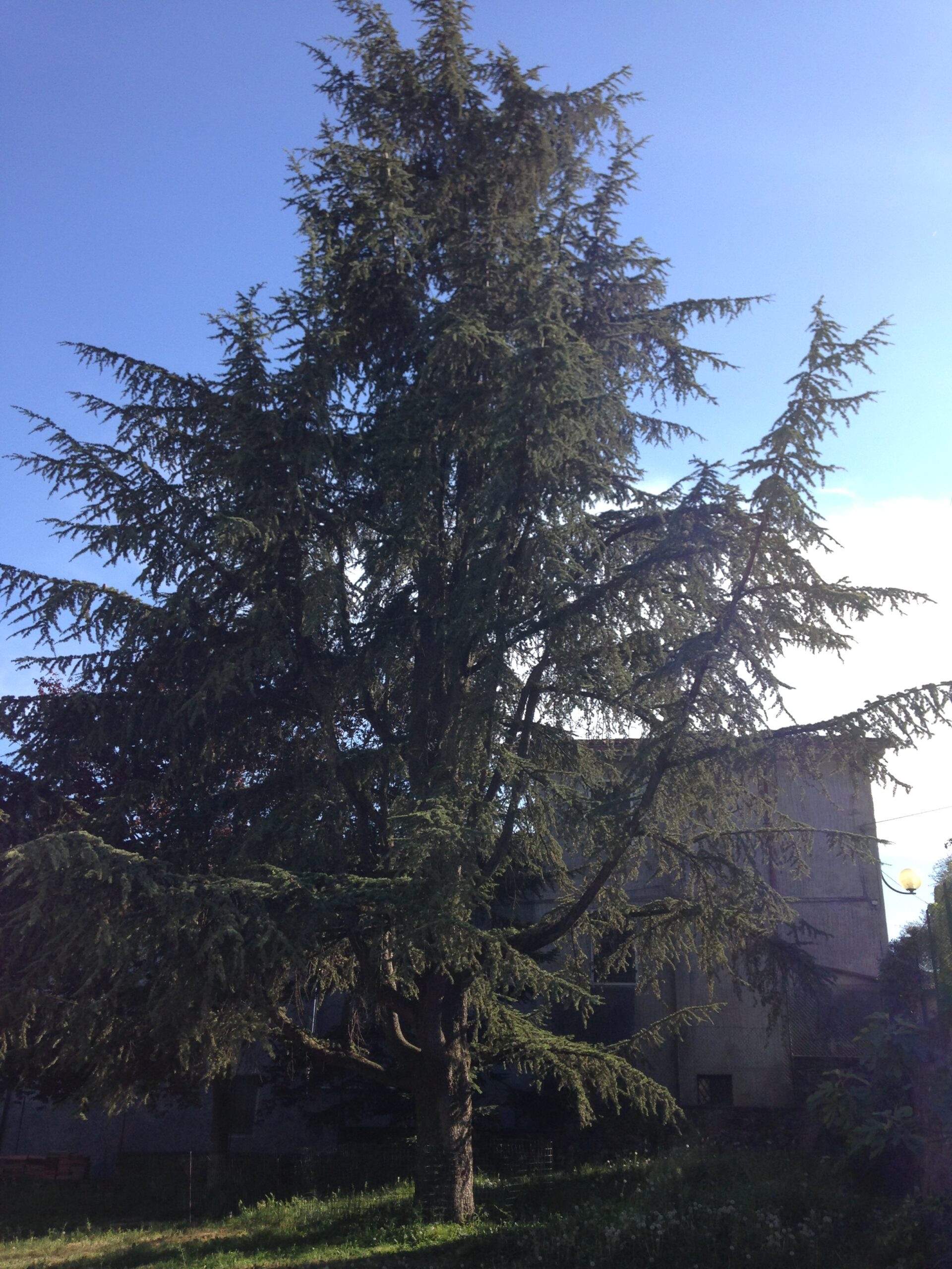 Sacred Pine Tree - L'Anima di Arturo