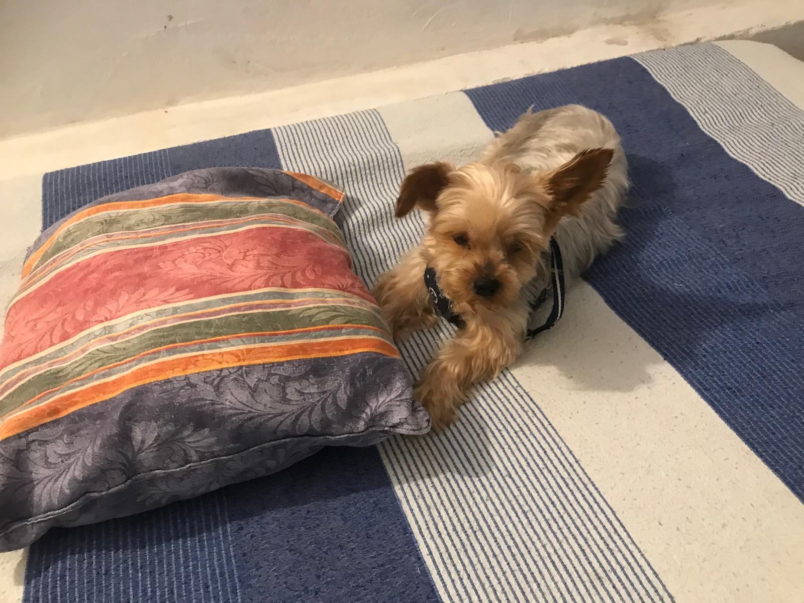 Portrait of Sirius, guardian dog resting peacefully — sacred guardian of the WJA soul garden