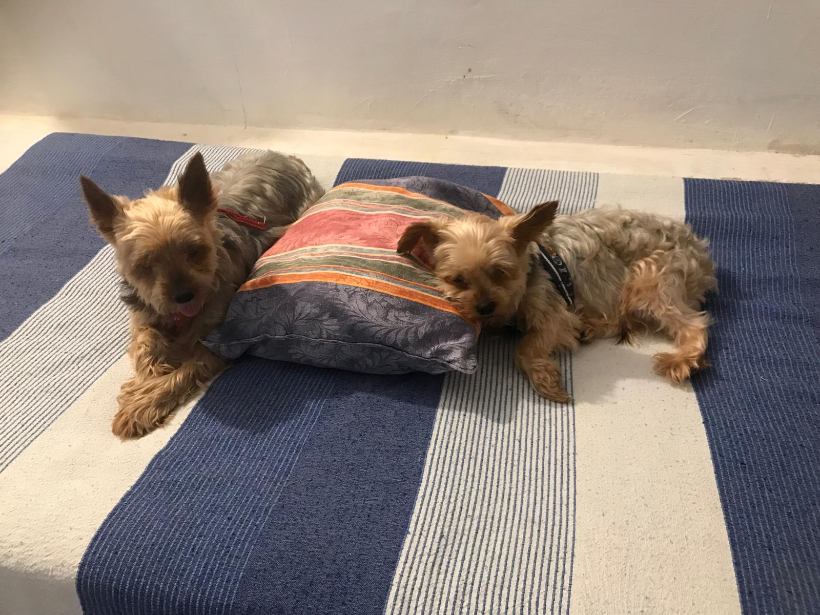 Sirius and Horus — two guardian dogs resting on a striped blanket, sacred guardians of the WJA path